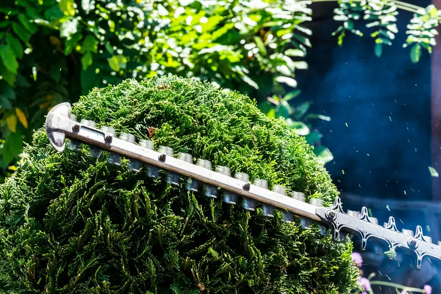 Hedge trimmer shaping a round hedge
