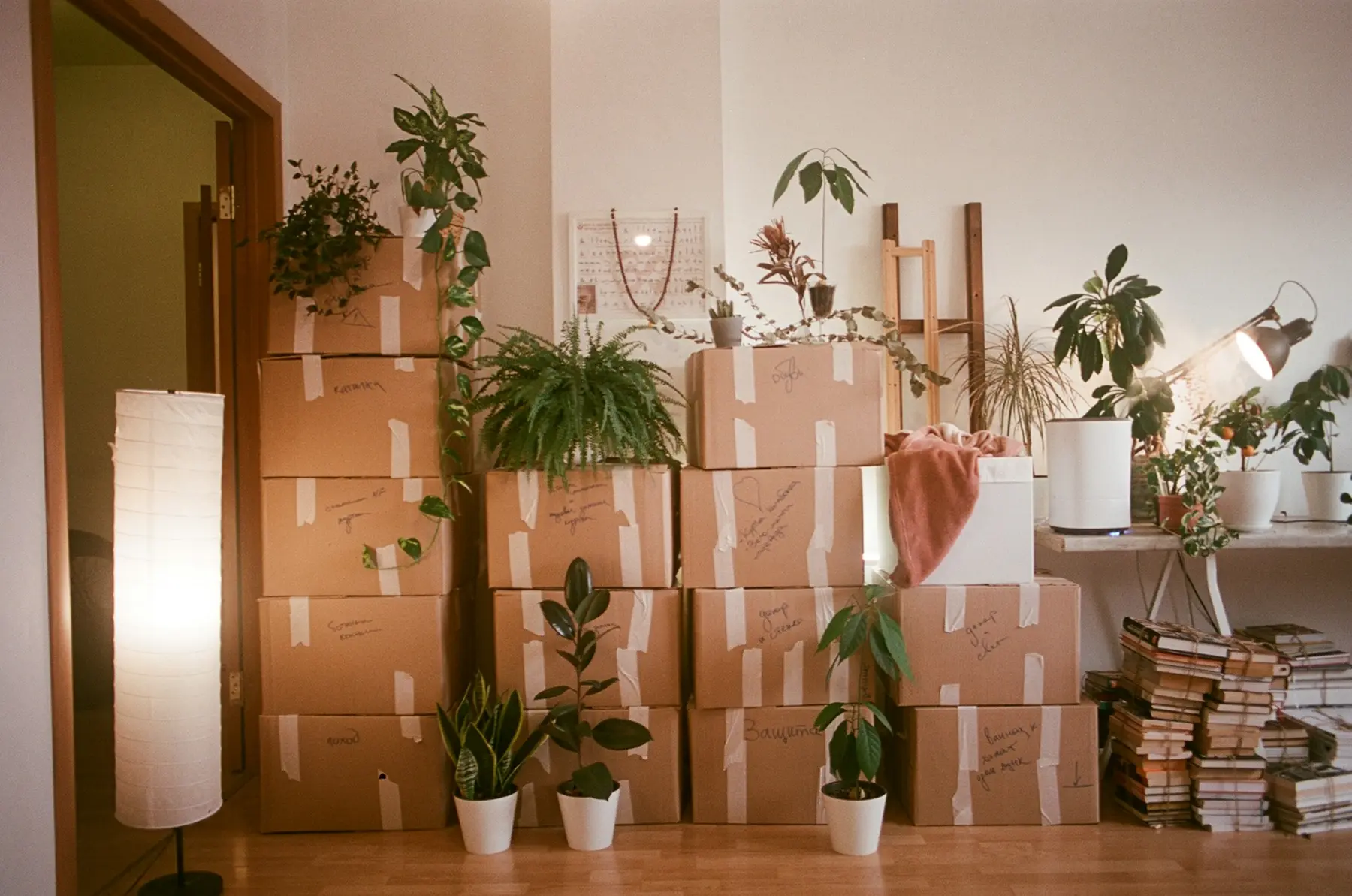 Moving boxes stacked in a sunny room full of houseplants